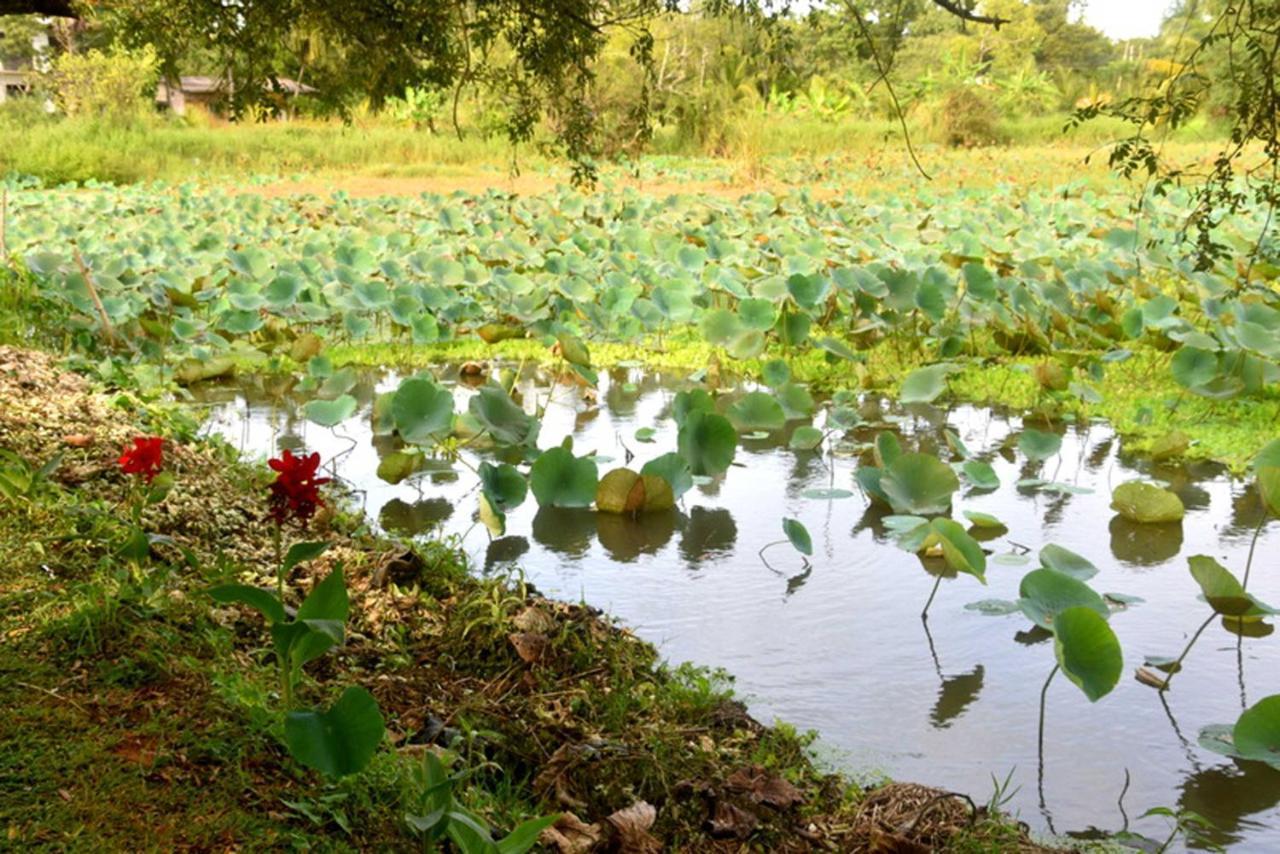 Meegahapokuna Resort Anuradhapura Bagian luar foto