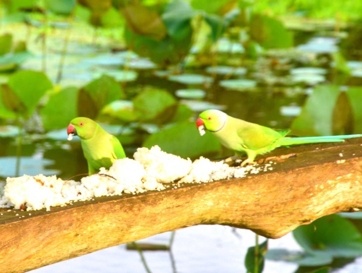 Meegahapokuna Resort Anuradhapura Bagian luar foto